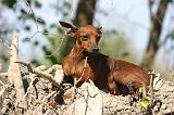 PINSCHER NAIN 163